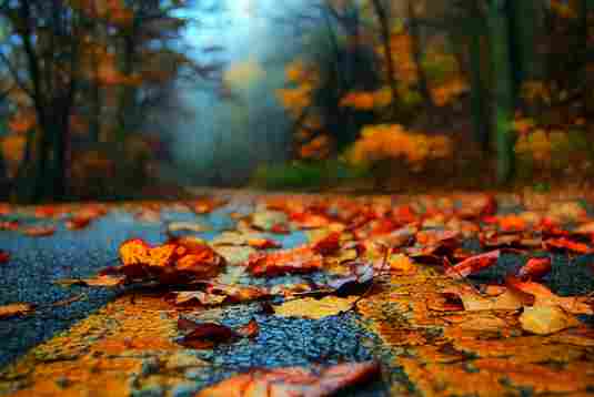 Image of leaves on the road which can hide driving hazards and cause accidents.
