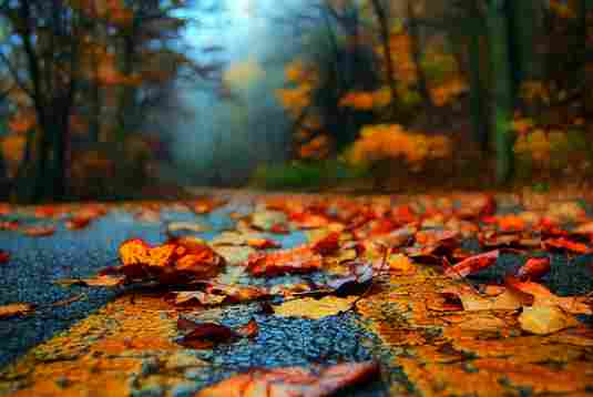 Image of leaves on the road which can hide driving hazards and cause accidents Image of leaves on the road which can hide driving hazards and cause accidents.