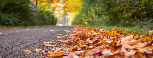 leaves on the road during the fall season leaves on the road during the fall season