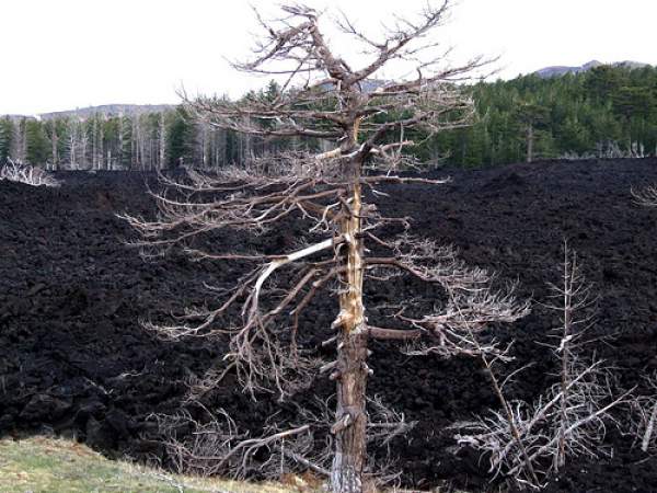 Dry Tree